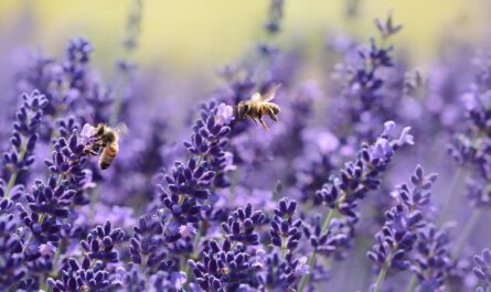 abeilles