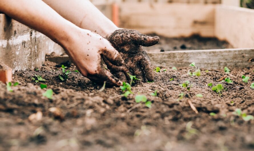 Aménagement de jardin sans entretien plantes et astuces pratiques