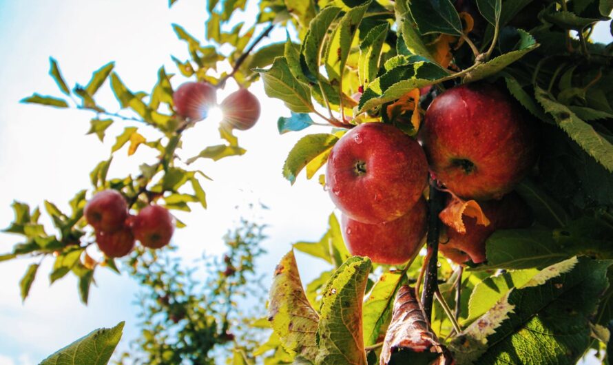 Les meilleurs arbres fruitiers à planter dans un petit jardin
