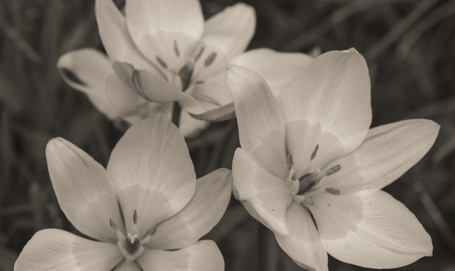 Comment créer un massif fleuri qui fleurit toute l’année