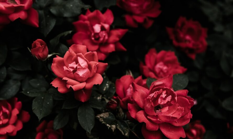 Comment réussir la plantation de rosiers et prolonger leur floraison
