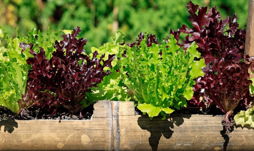 Idées de plantes comestibles pour un jardin nourricier et esthétique