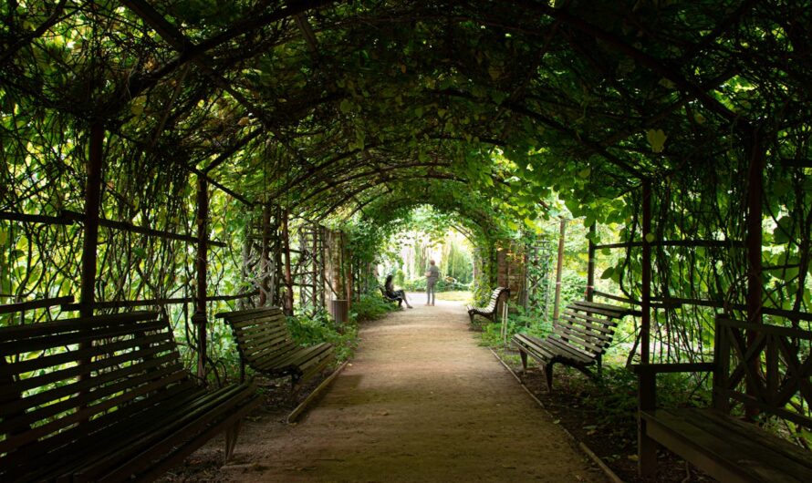 Création d’un jardin d’ombre quelles plantes privilégier
