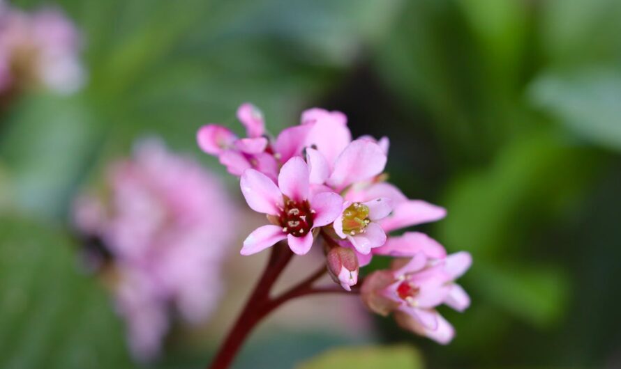 Plantes résistantes à la sécheresse pour un jardin économe en eau
