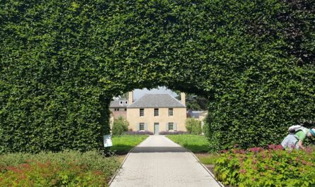 découvrez les avantages des haies écologiques : des solutions durables pour embellir votre jardin tout en préservant la biodiversité. informez-vous sur les meilleures pratiques pour créer un espace vert respectueux de l'environnement.