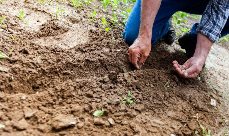 Comment intégrer un potager dans un jardin décoratif