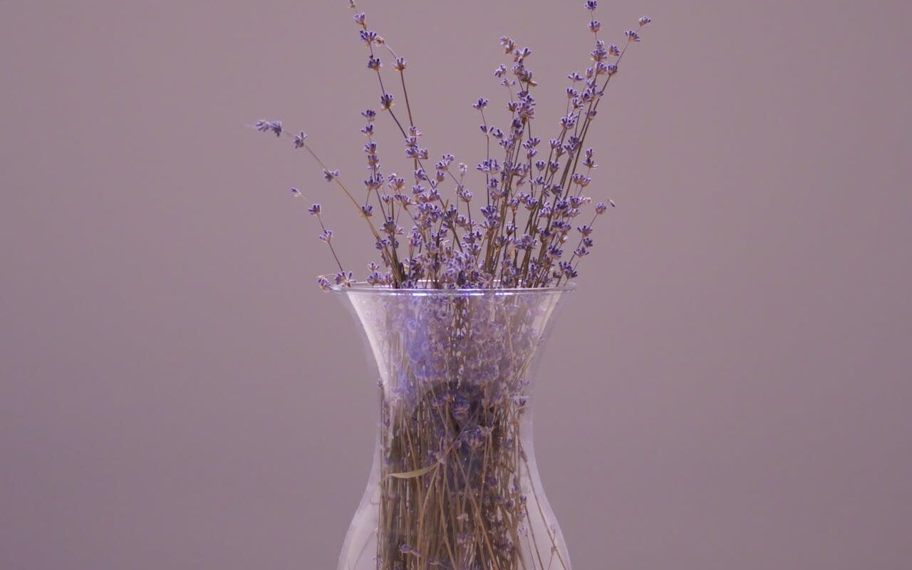 une plante