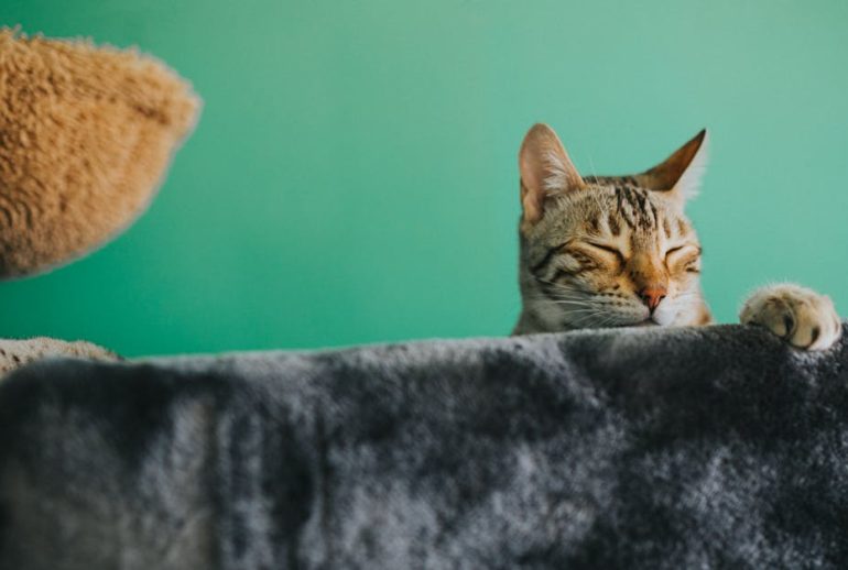 découvrez notre assurance pour animaux de compagnie : des couvertures complètes pour garantir la santé de votre fidèle compagnon. protégez votre animal avec des soins vétérinaires de qualité et des options adaptées à vos besoins.