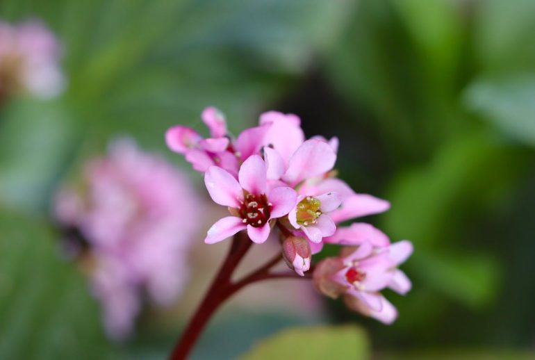 plantes résistantes à la sécheresse